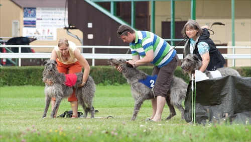 Slovak coursing championship 2011