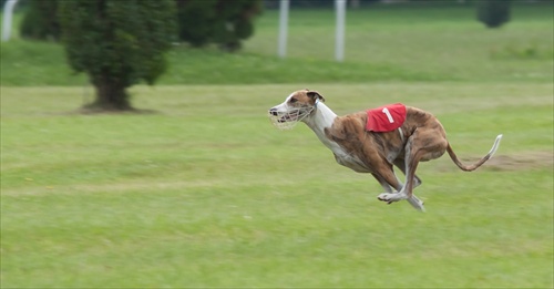 Slovak coursing championship 2011