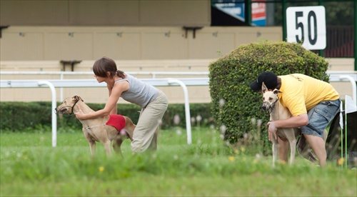 Slovak coursing championship 2011