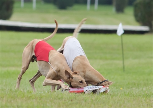 Slovak coursing championship 2011