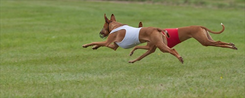 Slovak coursing championship 2011