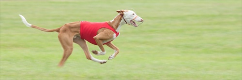 Slovak coursing championship 2011