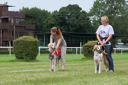 Slovak coursing championship 2011