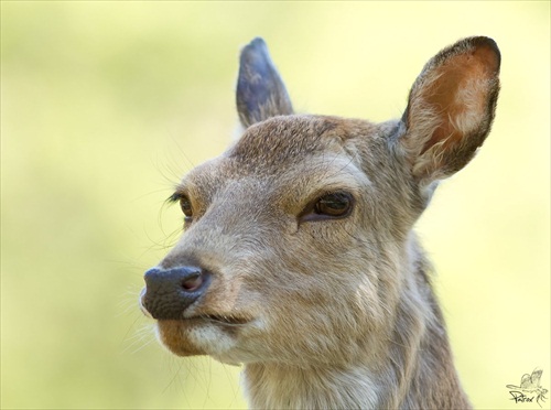 Wildpark Ernstbrunn