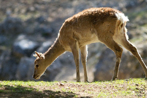 Wildpark Ernstbrunn