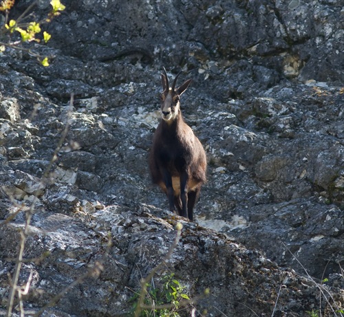 Wildpark Ernstbrunn