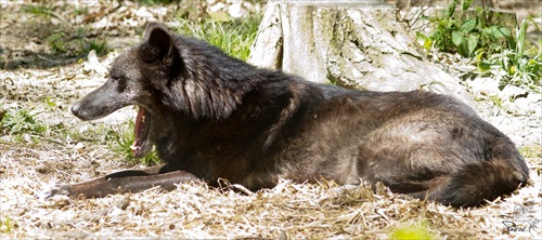 Wildpark Ernstbrunn