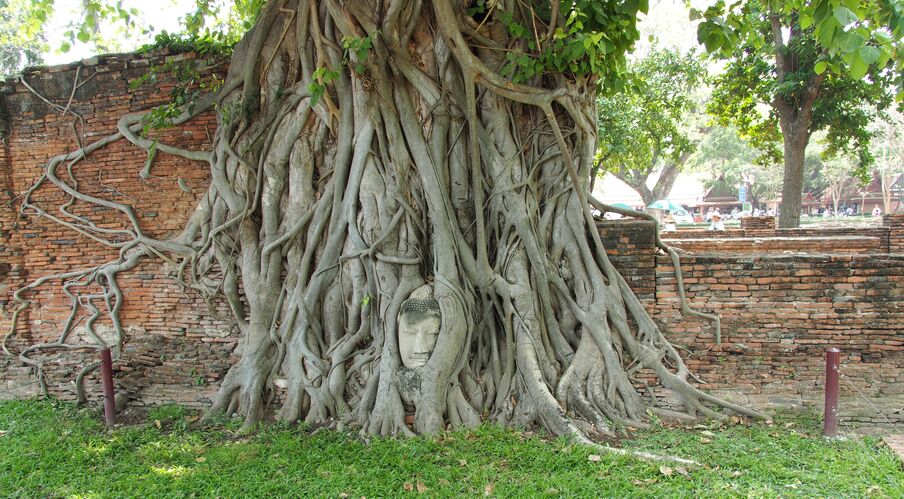 Ayutthaya, hlava Buddhy v korenoch stromov