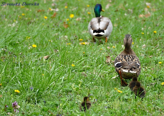 Rodinka na výlete 🦆🦆🐥🐥🐥🐥