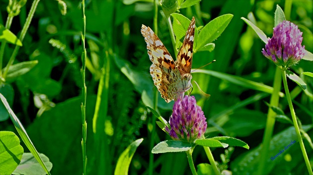 Motyl