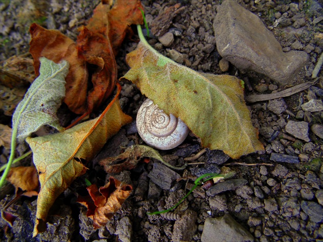 SnailInTheGarden