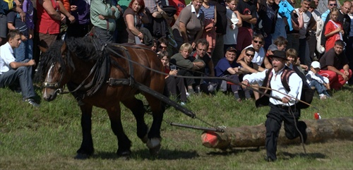 ohromná sila ťažných koňov