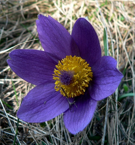 poniklec slovenský