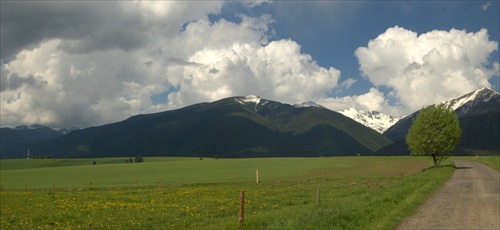 osamelý strom