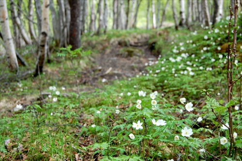 lesná cesta