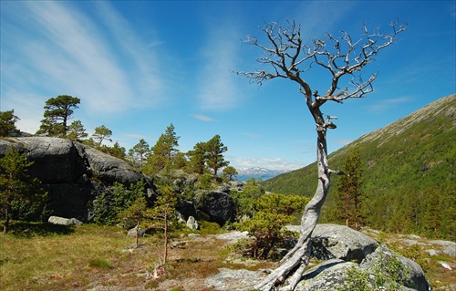 vetrom ošlahaný starý strom