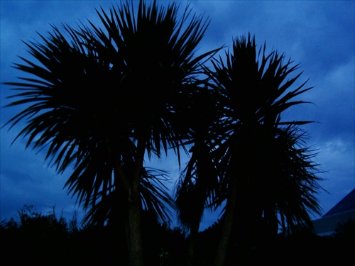 palm