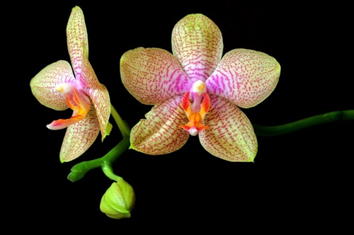 Orchidea