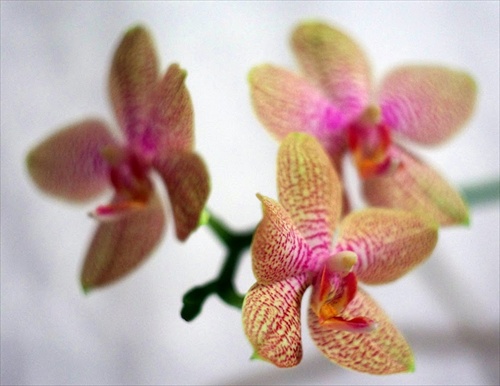 Orchidea