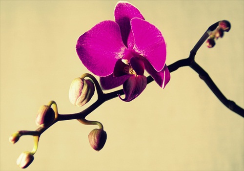 Orchidea