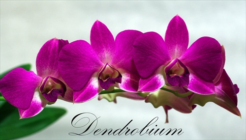 Dendrobium