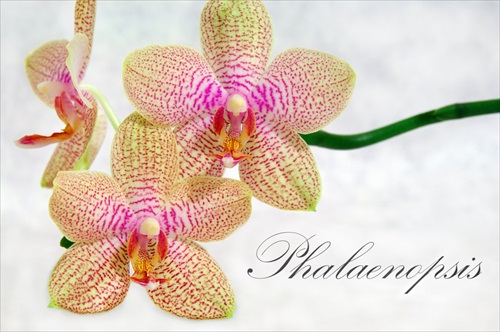 Phalaenopsis