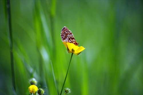 motyl