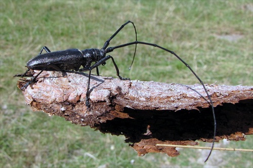 Fúzač veľký (Cerambyx cerdo L.)