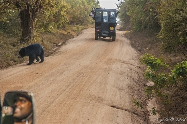 .Safari. 📷