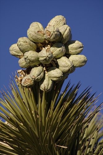 Joshua tree