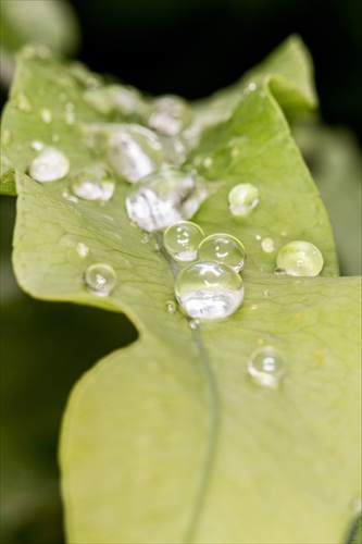 Water Droplet