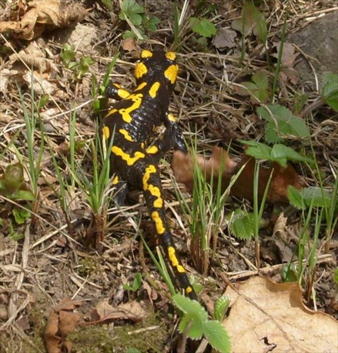 Salamandra škvrnitá