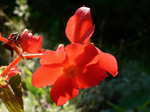 begonia 2