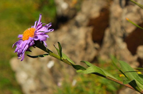 astra alpínska