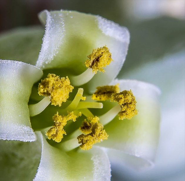 kalanchoe thyrsiflora