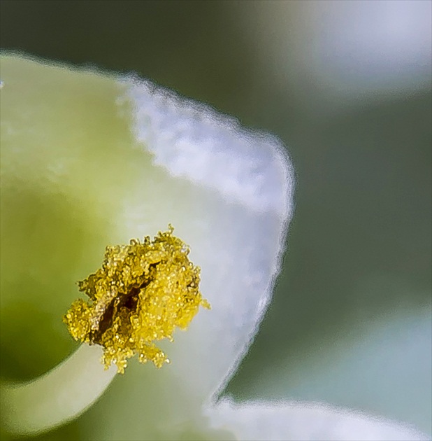 Kalanchoe Thyrsiflora