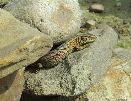 Žmurkajúca jašterička