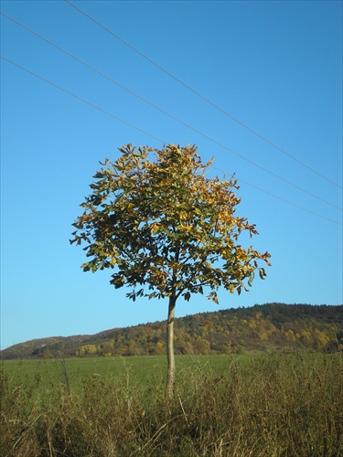 Bez názvu