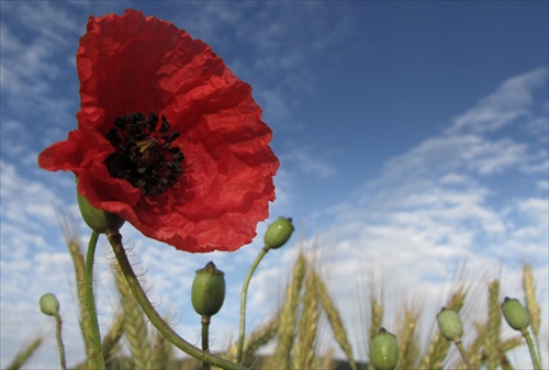 field poppy