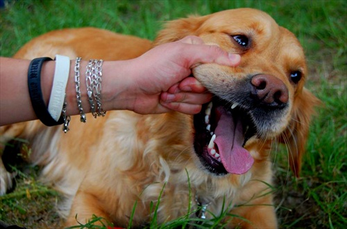 zlaty retriever