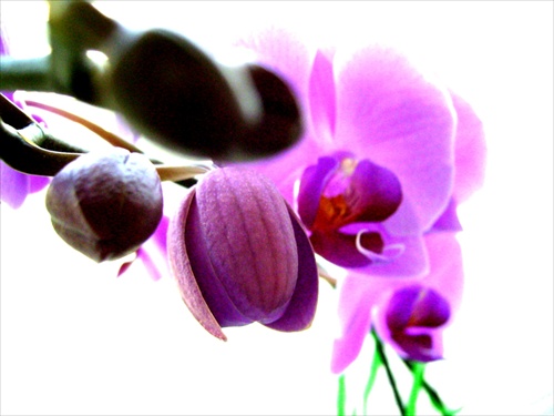 orchidea