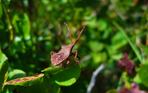 Neznámy insect