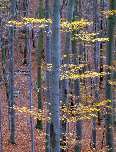 ČARO JESENE