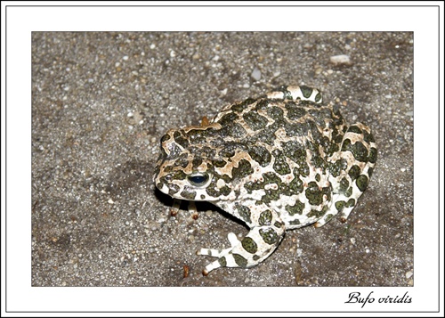 Ropucha zelená (Bufo viridis)