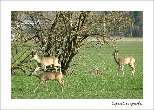 Srnec obecný (Capreolus capreolus)