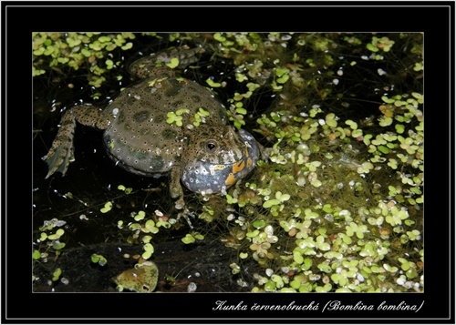 Kunka červenobruchá (Bombina bombina)