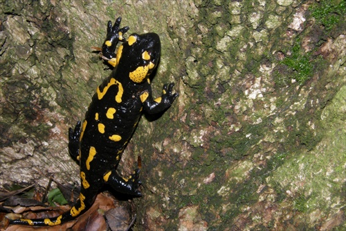 Salamandra škvrnitá (Salamandra salamandra)