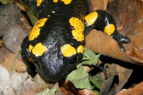 Salamandra škvrnitá (Salamandra salamandra)