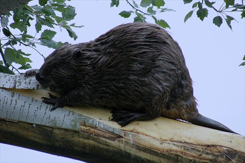 Bobor európsky (Castor fiber)