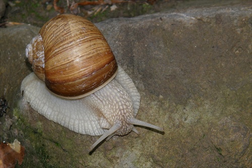 Slimák záhradný (Helix pomatia)